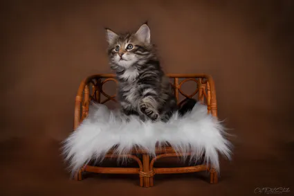 449786113 10211219540642302 6953205410592715571 n