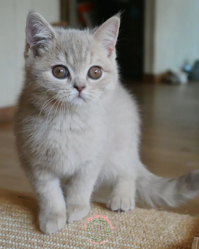 Tabby fem 13 sem 4