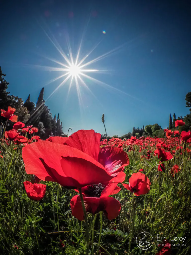 33848621983 790a732718 o