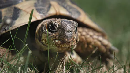 Photo portrait tortue jardin herbe hd