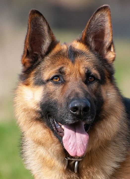 German shepherd dog 6235368 1280