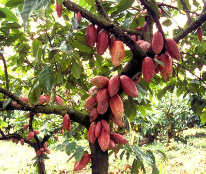 La sequence du genome du cacaoyer dechiffree lightbox