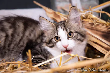 240839470 10208616519568402 5580281334503110579 n