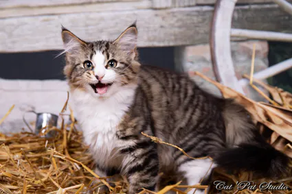 240745240 10208616529408648 3482241973745416525 n