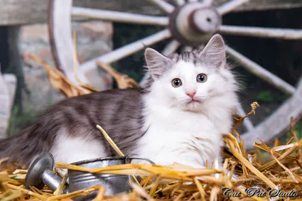 239709596 10208616563529501 5308810035069425200 n