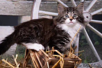 240799608 10208616612210718 4621931890740174172 n