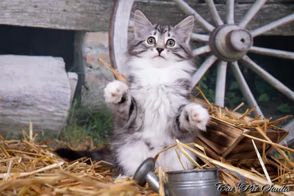 239838260 10208616621530951 213229192905830959 n