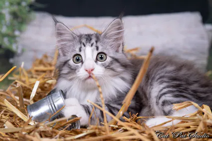 240799621 10208616631811208 2768842638114534599 n