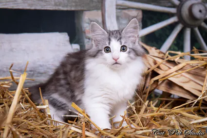 240791302 10208616638051364 8265489444414407019 n