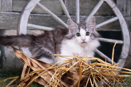 240818296 10208616640171417 375182206505792870 n