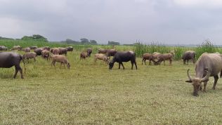 Buffalo of Bhola