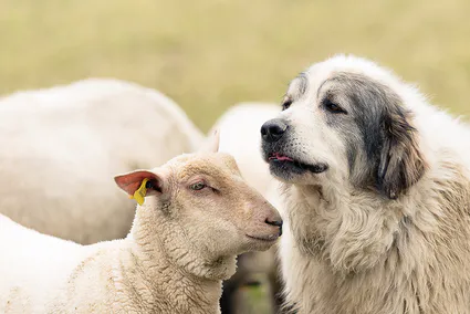 réunion Chiens de protection