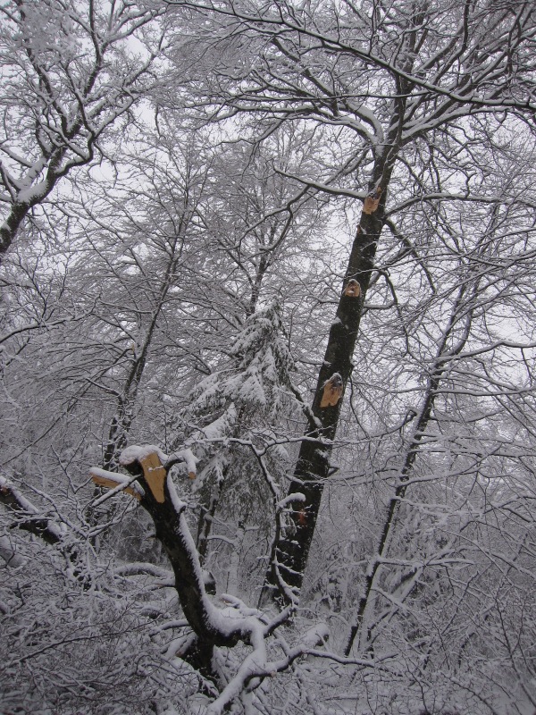 Sartcustinnelacroixscailleskidefond20150201 12 web