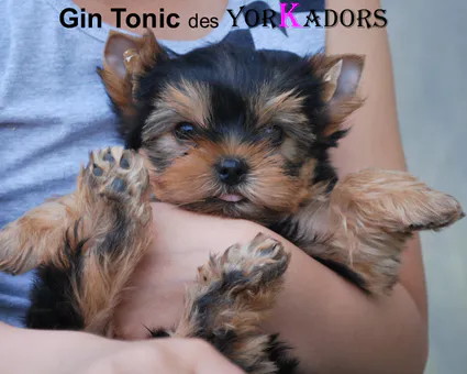 Gin tonic