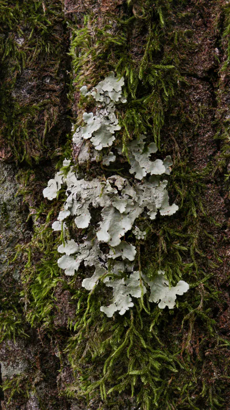 Lichen 2