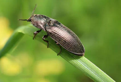 Coleoptere 1