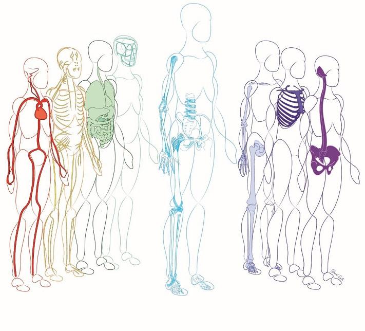Osteo-2