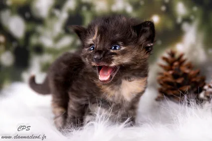 322599850 1480927462432214 6222410157763508374 n