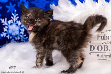 327787707 3329721277242425 8445144377575052007 n