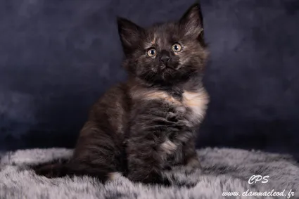 329958898 1030865298301954 8376850974004390858 n