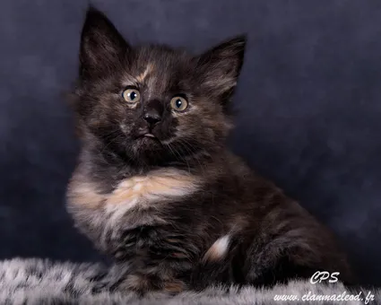 330397450 1266293477572612 1189352581835788061 n