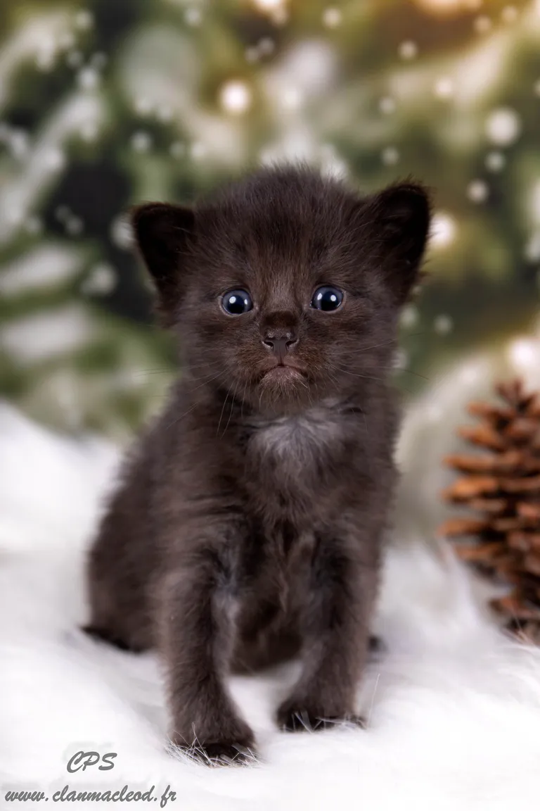 322601271 1565790560559607 7772721908241306398 n