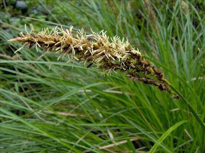 Carex paniculata epi
