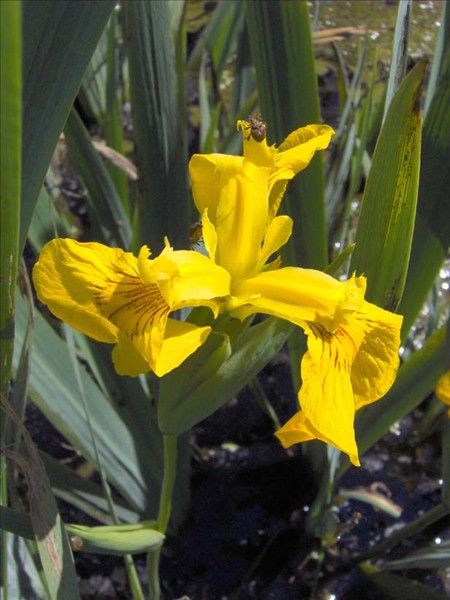 Iris faux acore detail