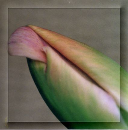 Tulipe photo 1 avec couver cadre transparent 793x800 