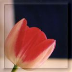 Tulipe photo 3 cadre transparent 800x799 
