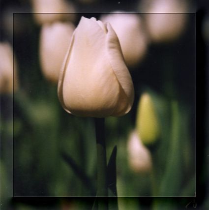Tulipe photo 4 cadre transparent 796x800 