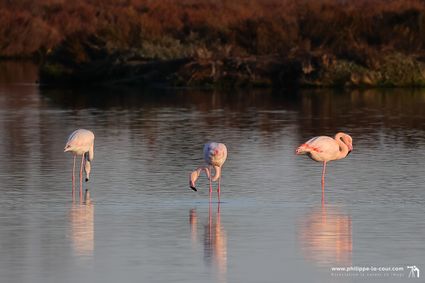 4x3a2185 flamants roses resultat