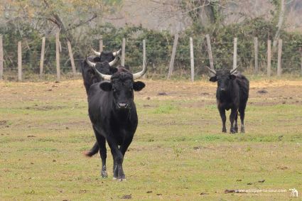 I70a7961 taureaux camarguais resultat