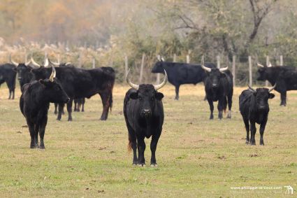 I70a7967 taureaux camarguais resultat