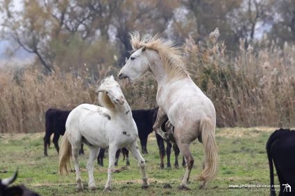 I70a8603 chevaux et taureaux camarguais resultat