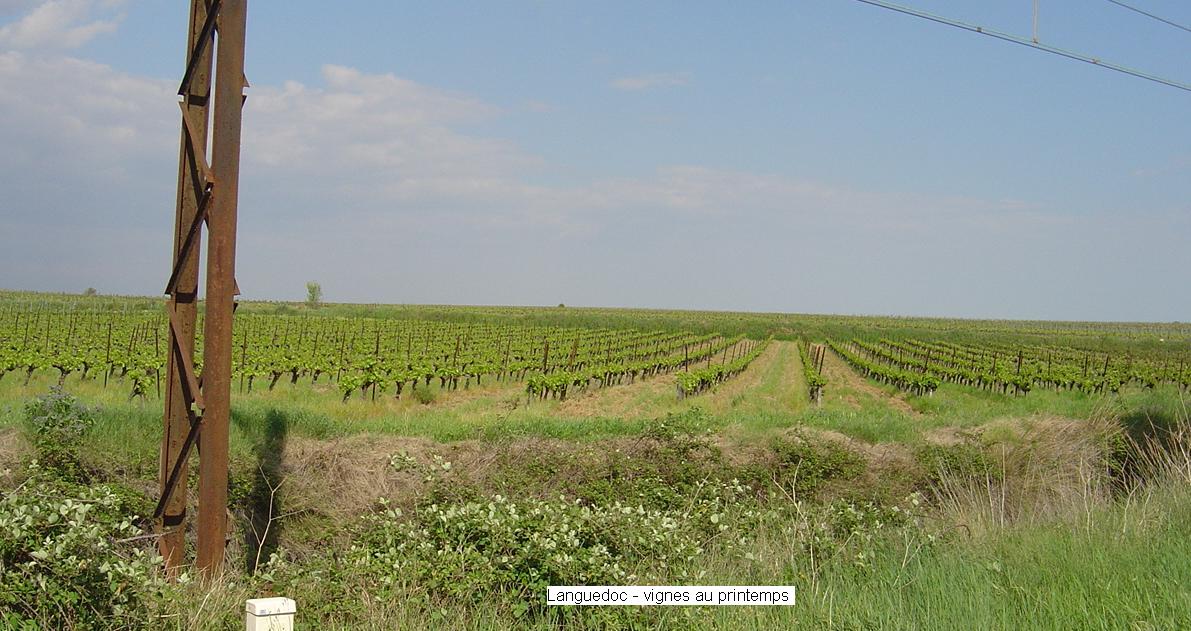 2c magalas la vigne