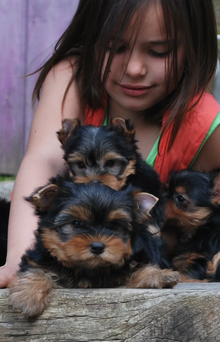 Bbbddb17211 petclaf28211