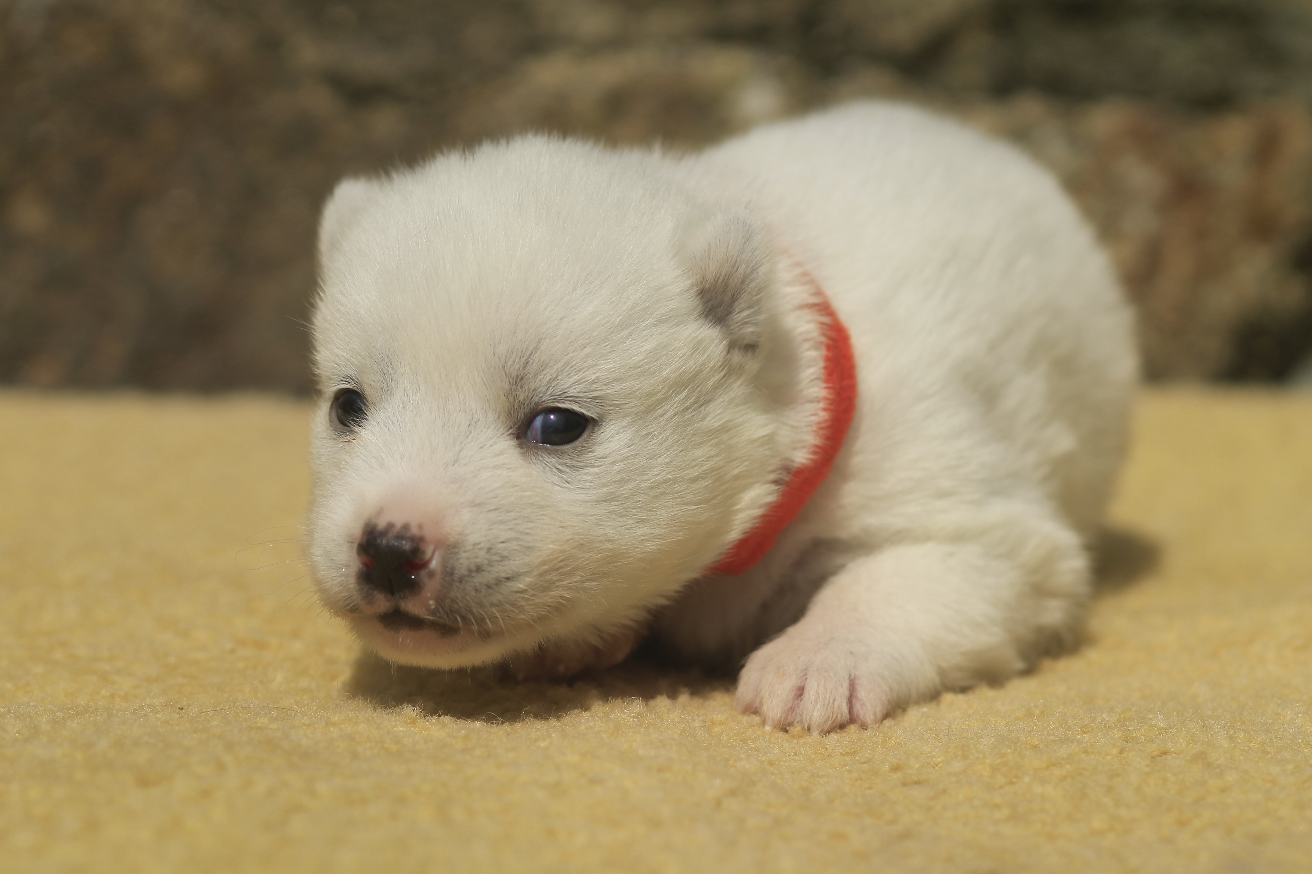 Naissance du 2 mai 2023