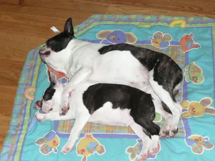 Chiots