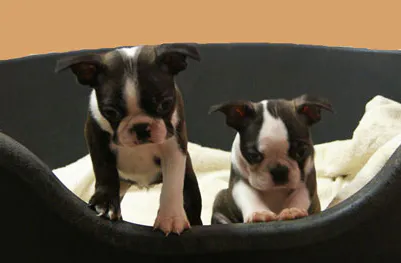 Chiots 2
