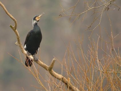 Grand cormoran