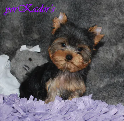 Georgiaelidd228151111