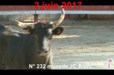 2017 06 02 n 232 manade Blanc