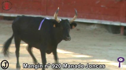 Mangin n 920 Manade Joncas