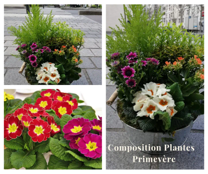 1 composition plantes primevere