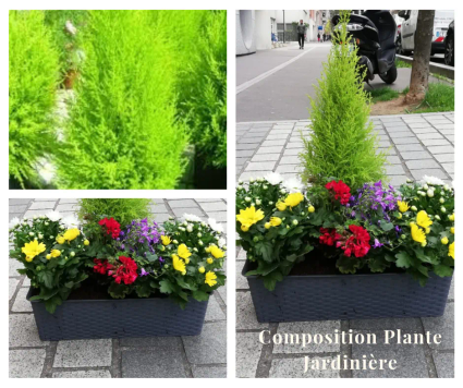 2 composition plantes jardiniere