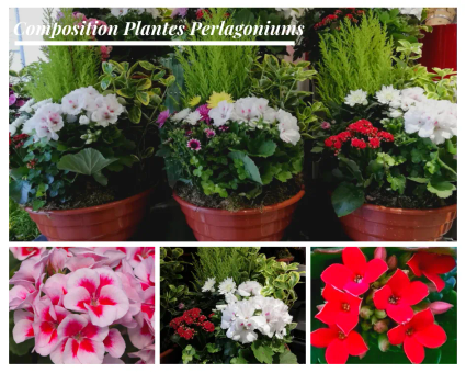 3 composition plantes perlagonium 1 