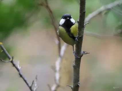 El010189mesange charboniere