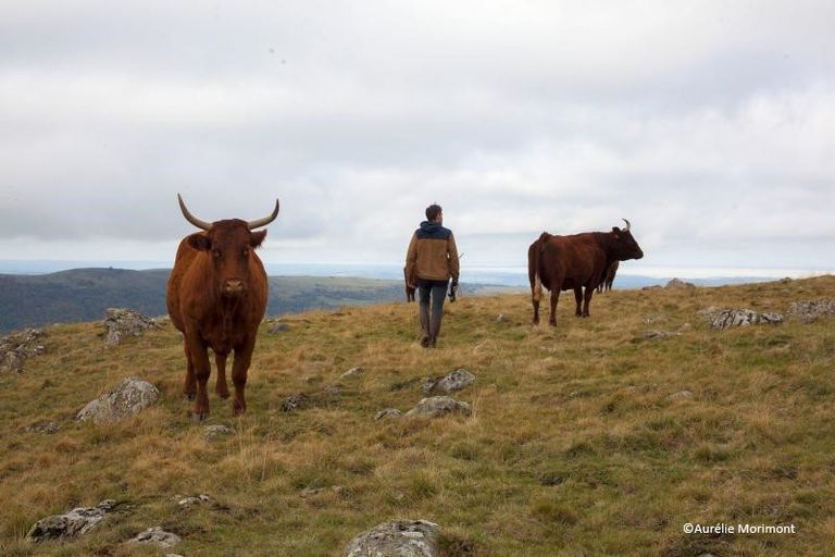 Exploitation agricole familiale de vaches Salers et apiculture dans un environnement de moyenne montagne dans le Cantal