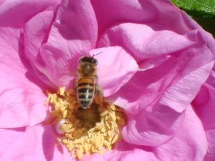 Gros plan d'abeille sur une rose